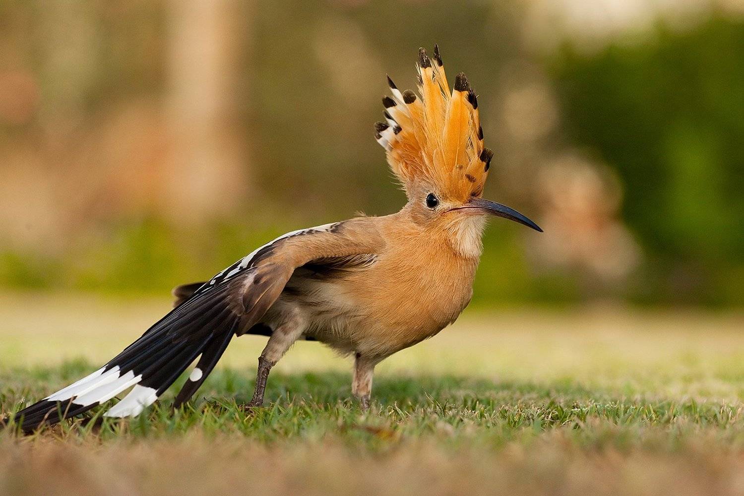 Hoopoe. Автор: Robert Adamec , Robert Adamec