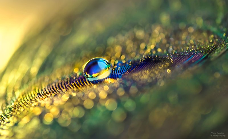 макро, капли, боке, макрофото, macro, drops, bokeh, macro photo, ***photo preview