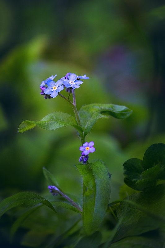 canon 55-250, beautiful, красивый, moment, момент, nature, природа, spring, весна, весенний, garden, сад, flower, цветок, forget-me-not, незабудка, Одинаковые, но такие разные!photo preview