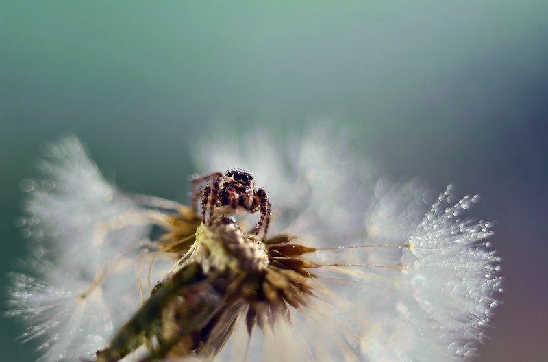 макро, насекомые, скакун, скакунчик, паук, макро мир, макросъемка, лето, цветок, ромашка, Скакун и одуванчикphoto preview