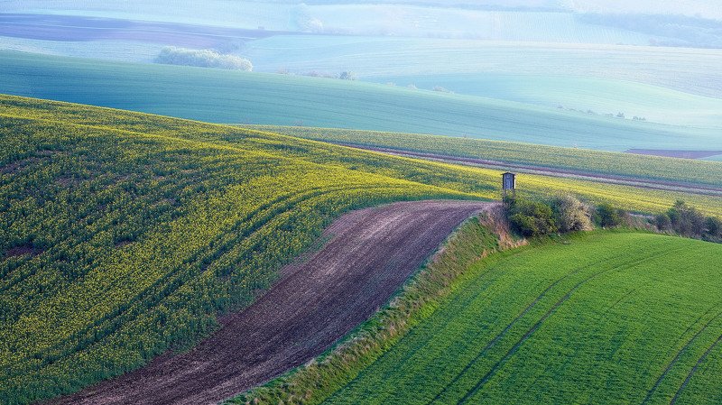 южная моравия, чехия, весна,  south moravia, czech, south moravian Рапсовое поле ранним утромphoto preview
