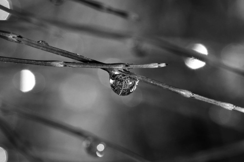 Капли дождяphoto preview