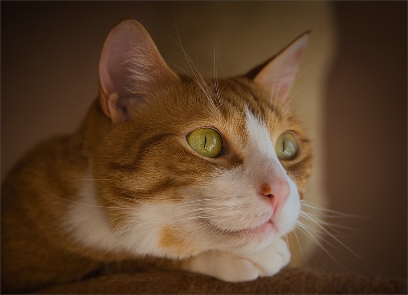 кошки, портрет Птичка за окномphoto preview