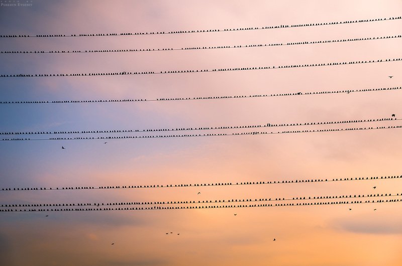 мурмурация, птицы, провода, небо Мурмурацияphoto preview