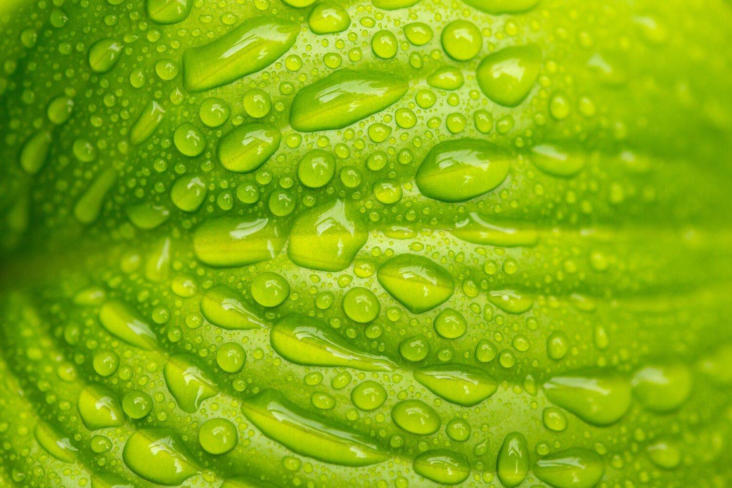 Water drops. Автор: Svetoslav Radkov , Svetoslav Radkov