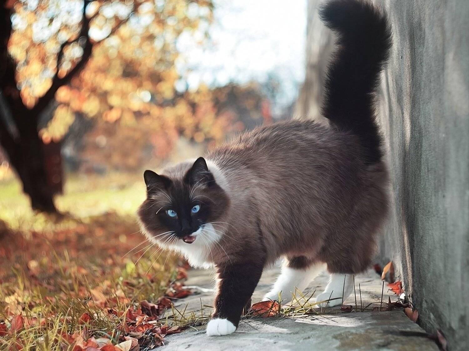 , Лапшина Владлена