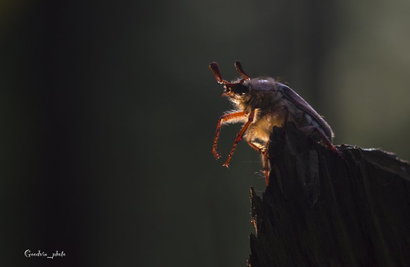 жук, лес, макро, природа, красота, насекомые, дикая природа, макромир Одним майским днёмphoto preview