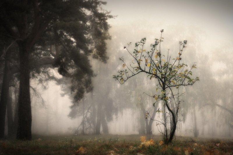 осень, лес, деревья осенняяphoto preview