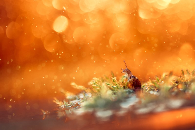 макро, улитка, боке photo preview