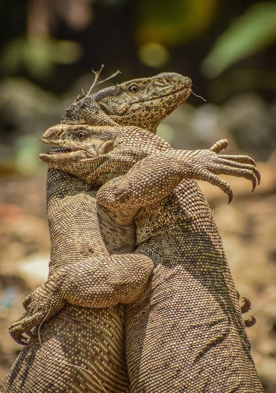 animals wildlife  The wild hugphoto preview