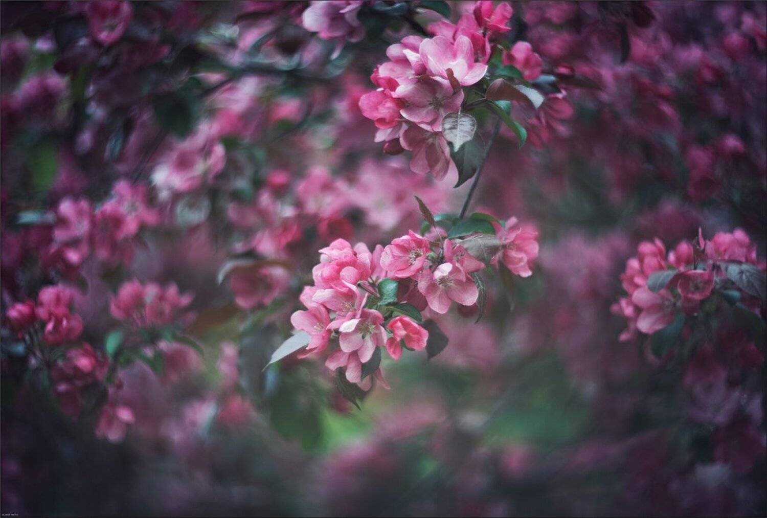 **. Автор: Ариадна Белкина , Ариадна Белкина