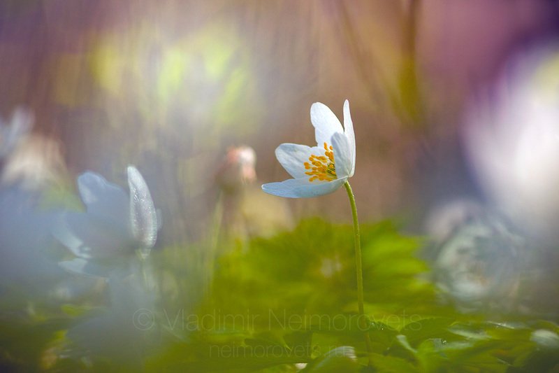 wood anemone, windflower, thimbleweed, smell fox, white, yellow, green, blossom, flower, plant, spring, morning, Russia, Leningrad Region, Gatchina district, Ветреница (Anemone nemorosa) / The wood anemone photo (Anemone nemorosa) фото превью
