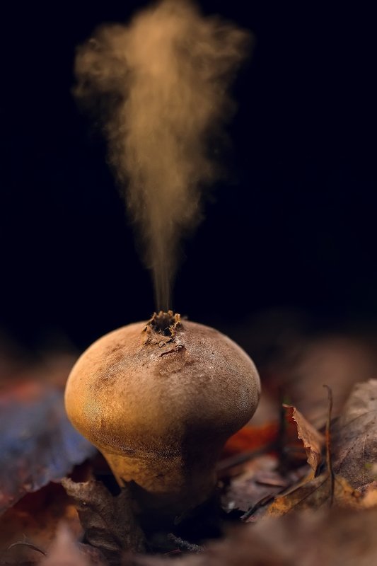 ОСНОВНОЙ ИНСТИНКТphoto preview