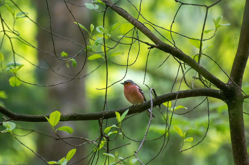 птицы, весна, лес, природа Зябликphoto preview