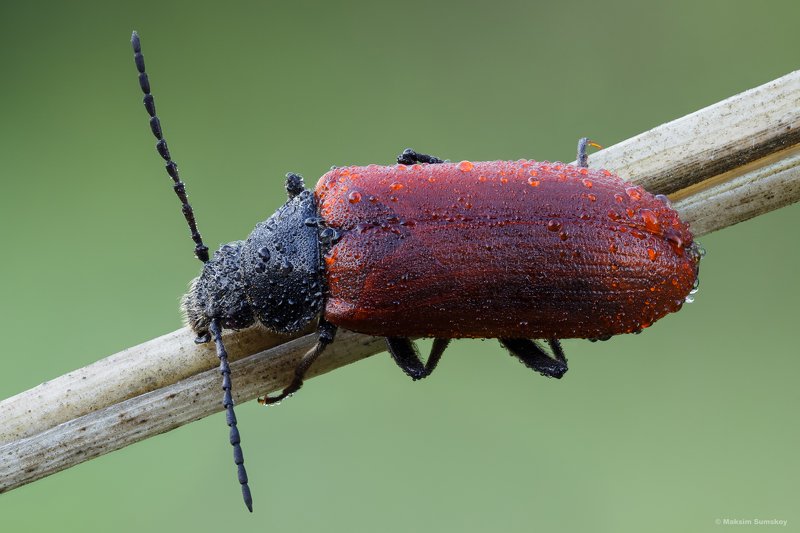 утро,макро,стекинг,вега-11у Утроphoto preview