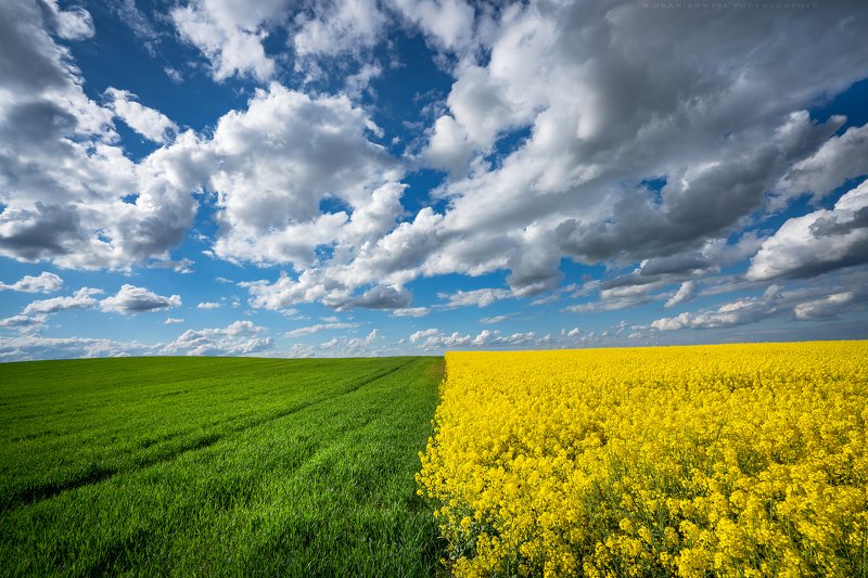 colza rape landscape sky clouds dranikowski field agriculture yellow rzepak day grass countryside Countrysidephoto preview