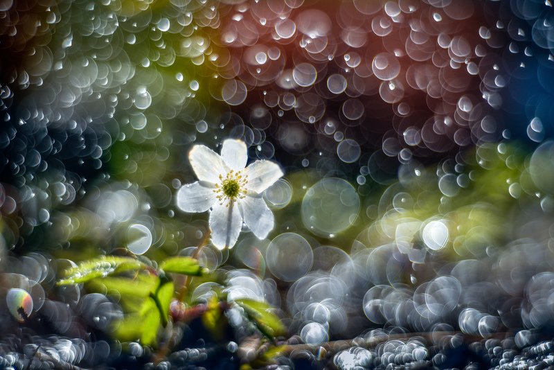 macro, bokeh, vintage lens, nature, abstract, flowers, anemone, flora bokehphoto preview