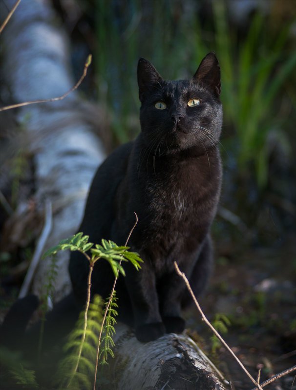 Кот, животные, черный  Котэ позировал photo preview