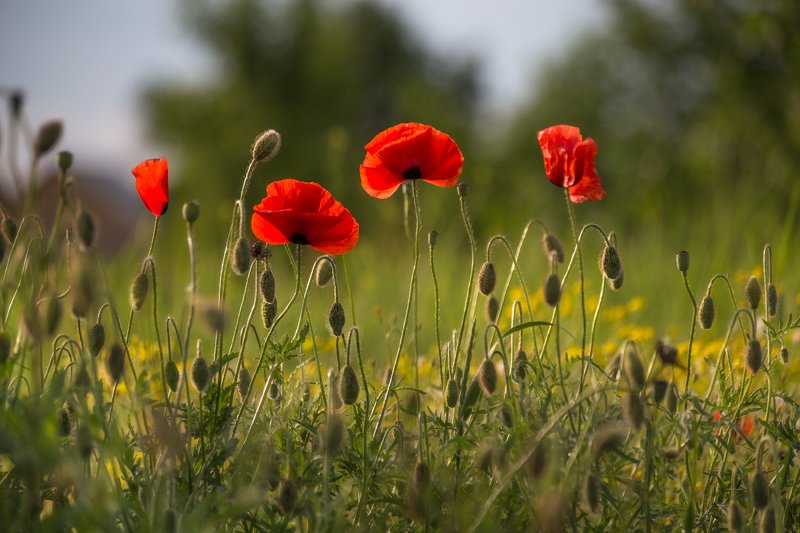 It is Springphoto preview