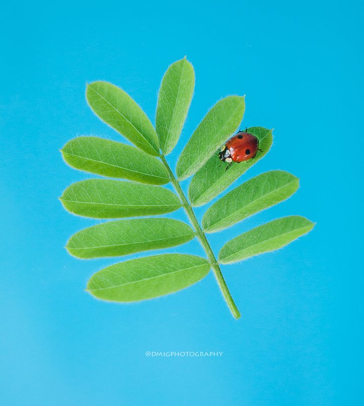 божьякоровка, макро, макромир, природа, весна, фон, цвет,  colorsphoto preview