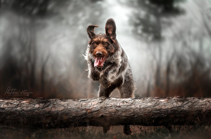 собака, анималистика, портрет, движение Дратхаарphoto preview