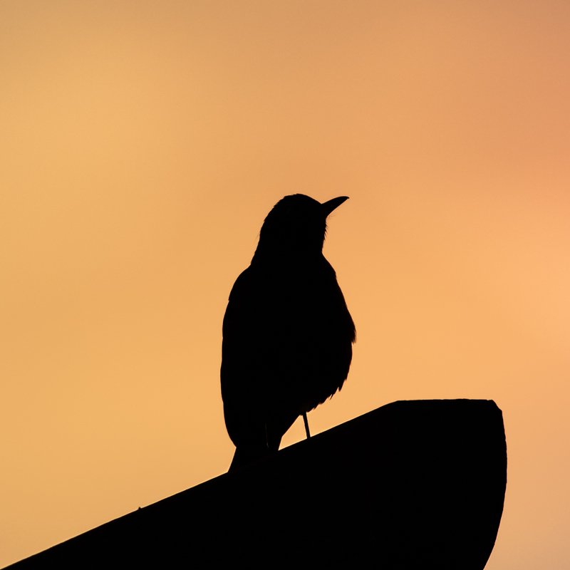 American robin\'s silhouette фото превью
