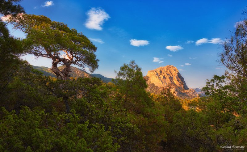 крым, новый свет, закат, деревья, солнце, небо В лучах закатаphoto preview