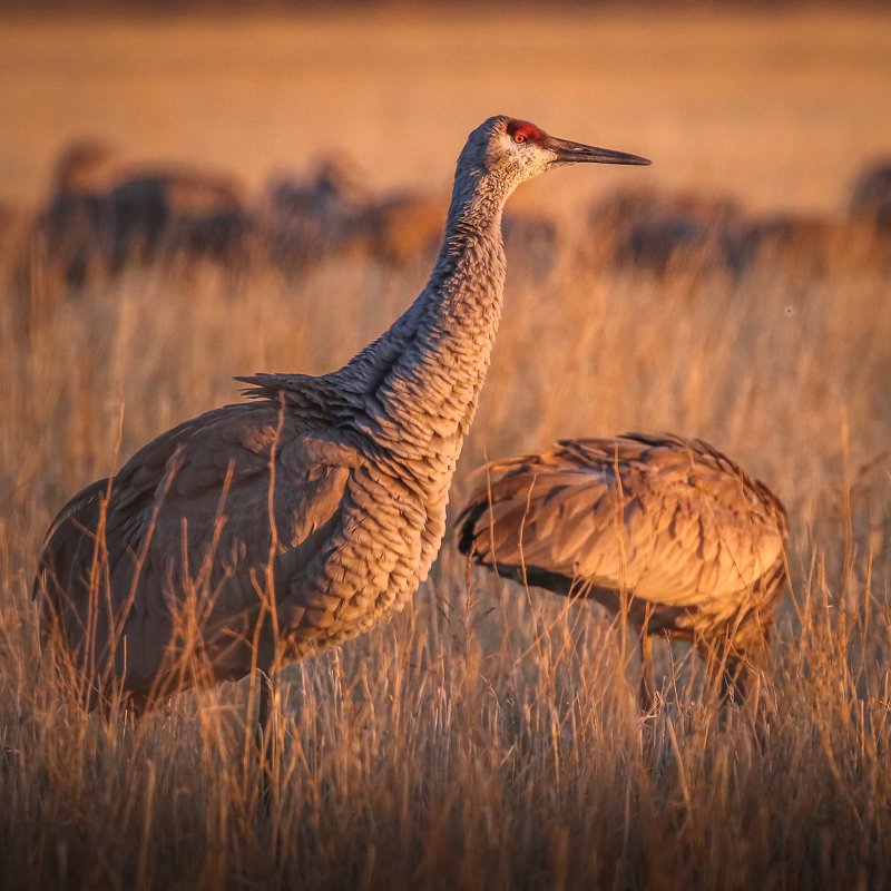 Sandhill Cranes фото превью