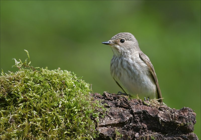 мухоловка Серая мухоловкаphoto preview