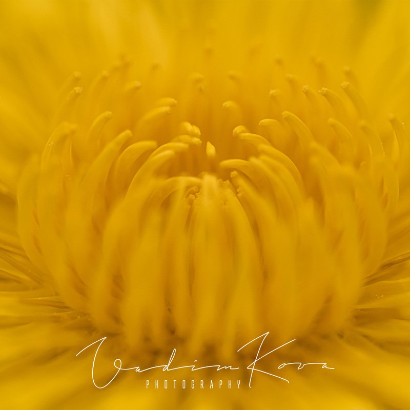 Желтое собраниеphoto preview