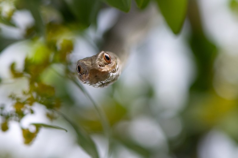 Ящеричная змея (Malpolon insignitus)photo preview