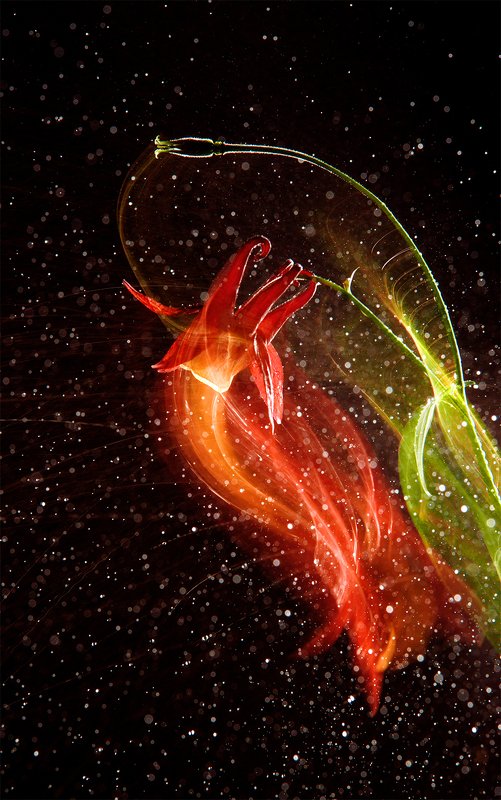 длинная выдержка цветы движение абстракция космические цветыphoto preview