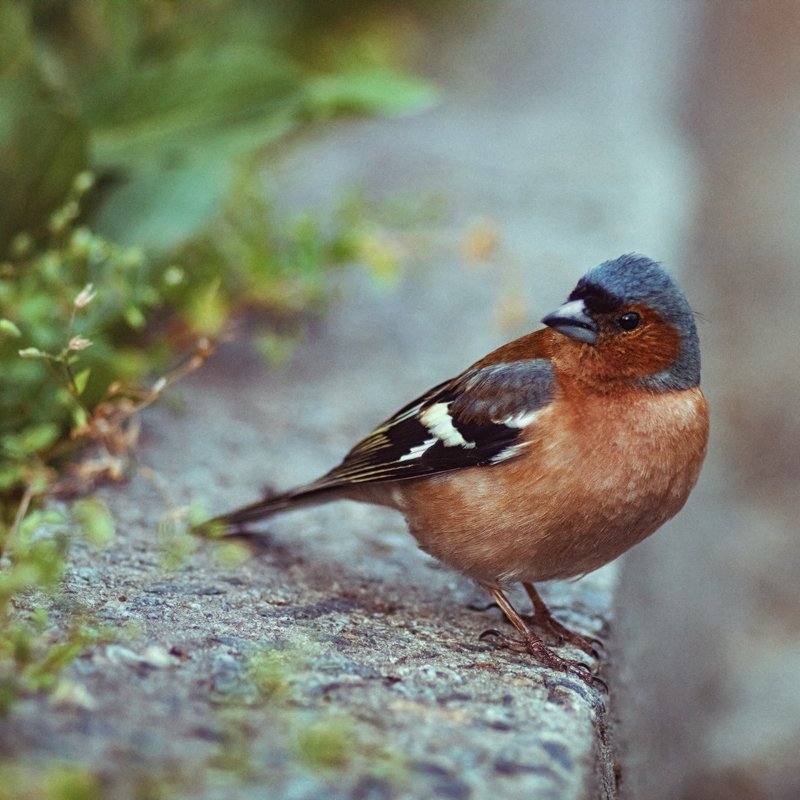 tokina 100 macro, macro lens, beautiful, красивый, moment, момент, nature, природа, wildlife, spring, весна, весенняя, park, парк, bird, птица, finch, зяблик, Маленький любопытный непоседа.photo preview