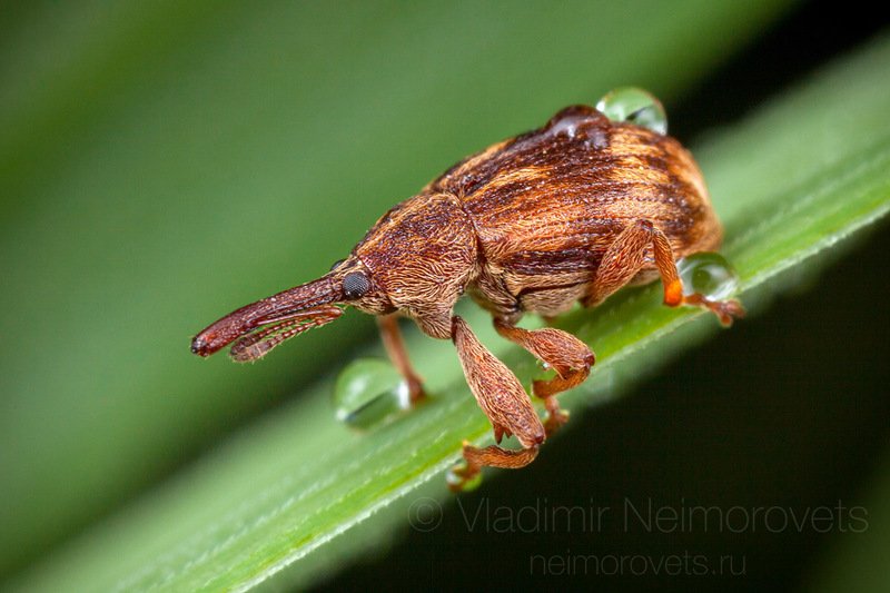 bird-cherry weevil, anthonomus rectirostris, beetle, weevil, insect, dew, grass, green, blade of grass, morning, drop, macro, close up, close-up, brown, pudomyagi, leningrad region, russia The Bird-Cherry Weevil (Anthonomus rectirostris) / Черемуховый косточковый цветоед (Anthonomus rectirostris) фото превью