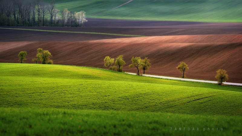 волны,пейзаж, поле, весна, деревья, волны, природа,чехия,zanfoar,czech republic,czechia,nikon d750,moravia,haná волны в поляхphoto preview
