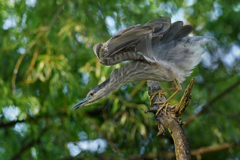 wild Angryphoto preview