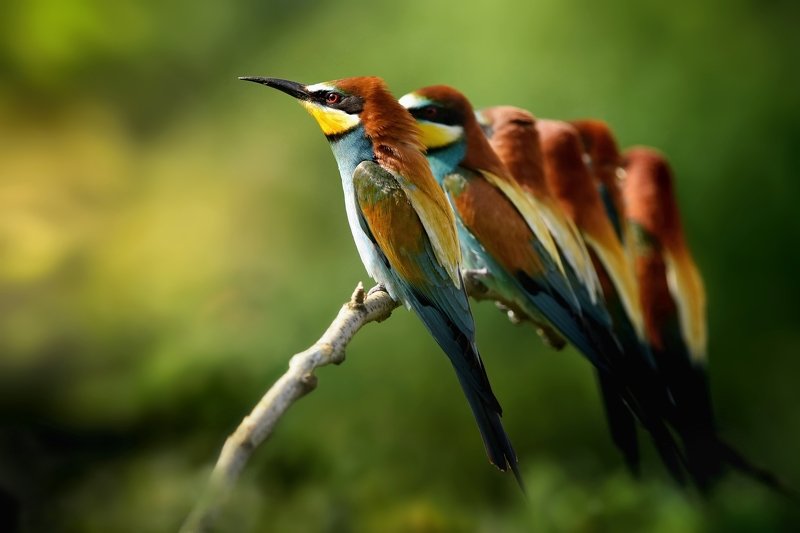 wild sunrisephoto preview