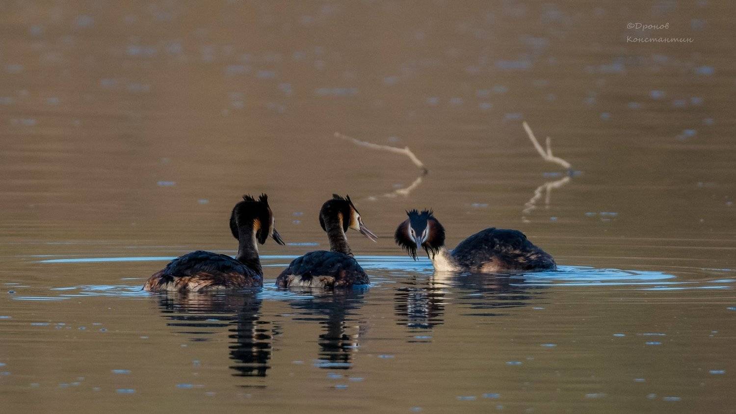 Сообразим на троих?. Автор: Дронов Константин , Дронов Константин