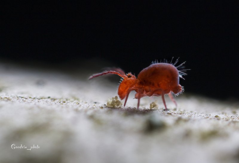 Лесной осликphoto preview