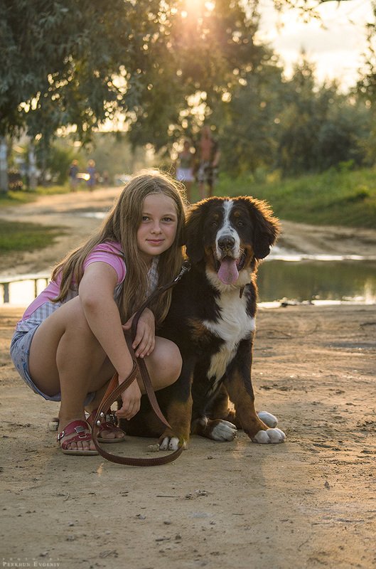 берн, бернский зенненхунд, девочка, девушка, пес, собака Друзьяphoto preview