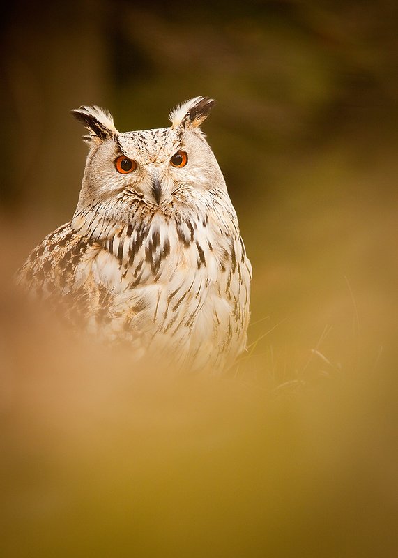 Siberian Eagle Owlphoto preview