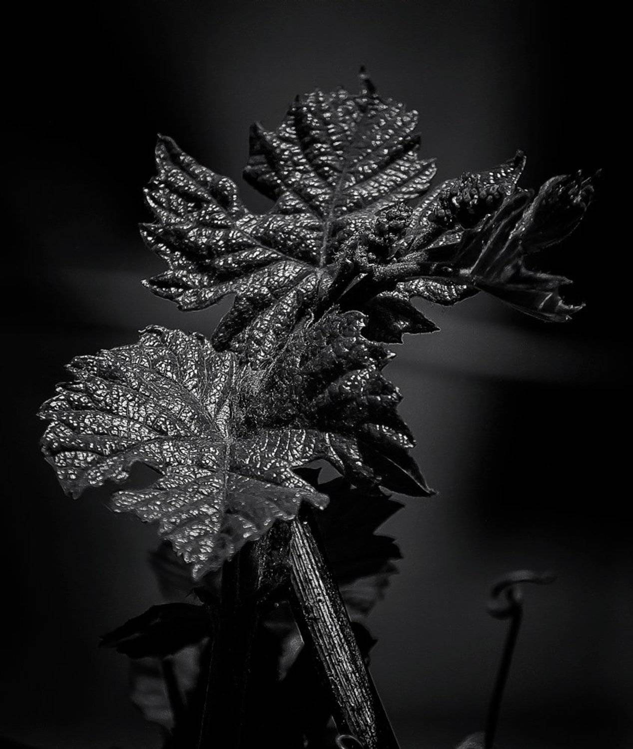 , Владимир Гамаюнов