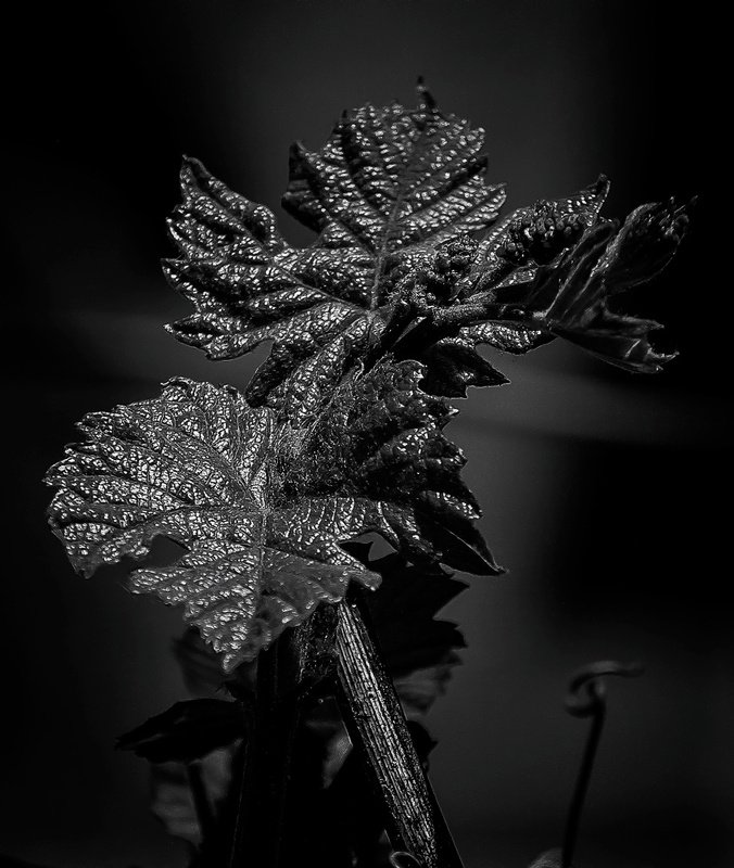 черно белый виноградphoto preview