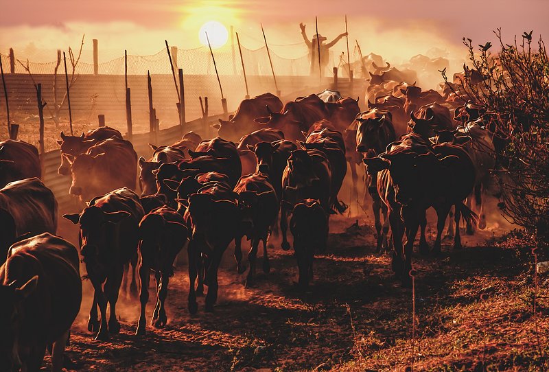 AFTERNOONphoto preview