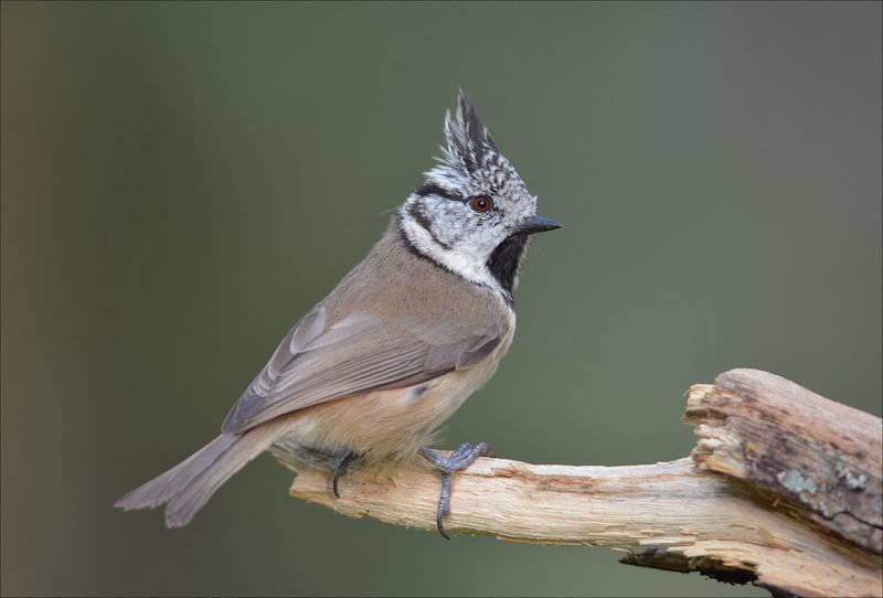 хохлатая синица, гренадёрка Гренадёркаphoto preview