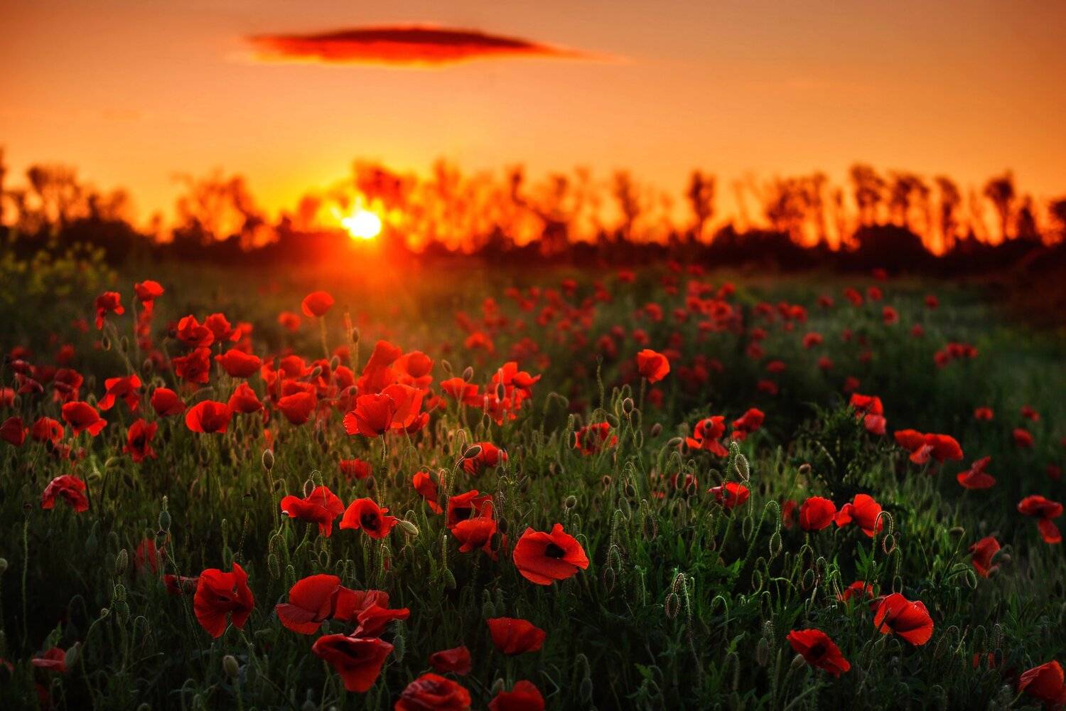 Мак.Слёзы Венеры. Автор: Павел Сагайдак Краснодар, Павел Сагайдак