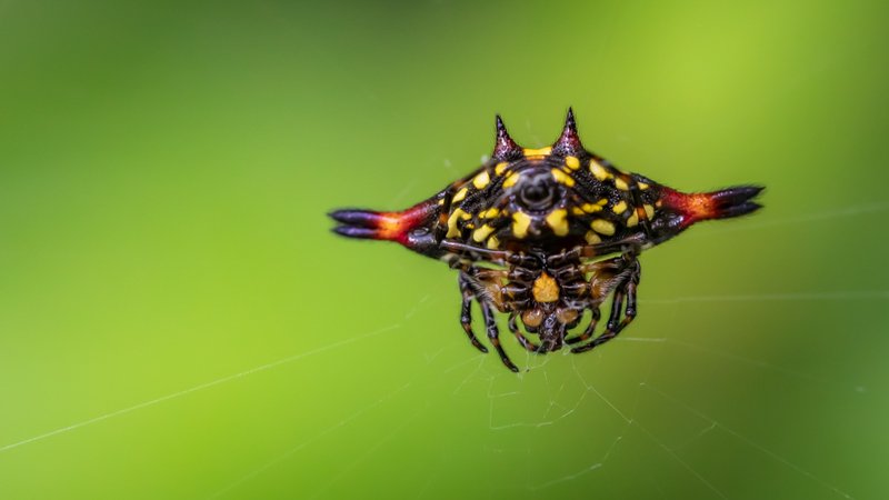 Colourful spiderphoto preview