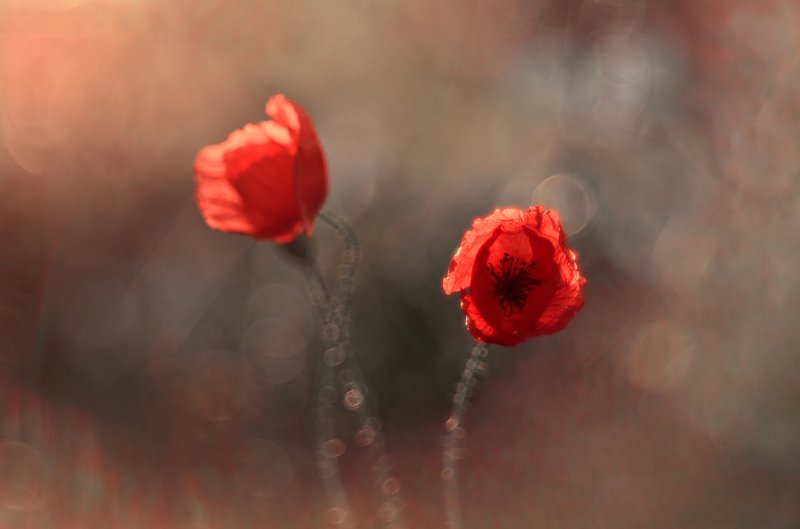 природа, пробуждение, цветы, свежесть, волшебство, мак, маки, свет, Маковая параphoto preview