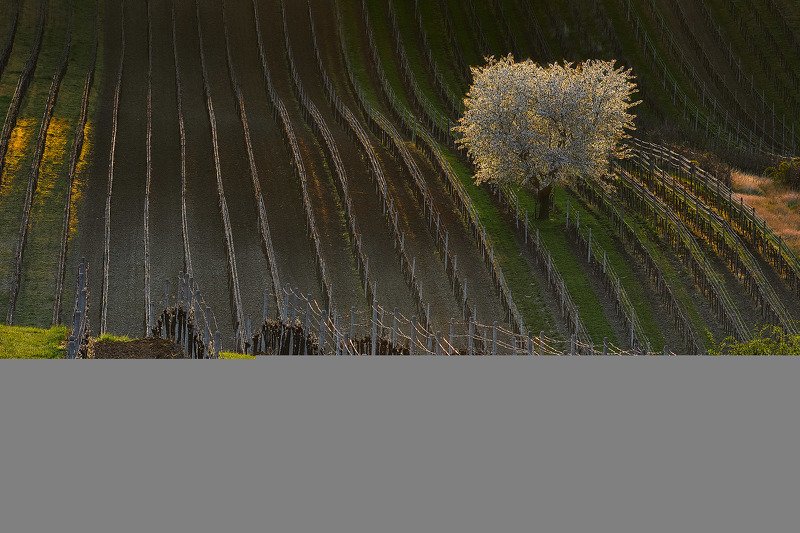 южная моравия, чехия, весна,  south moravia, czech, south moravian Цветущая вишня в светуphoto preview