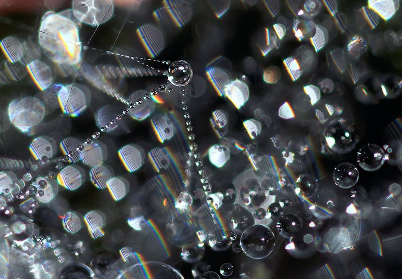 роса, паутина Первый спутникphoto preview